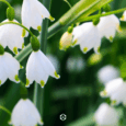 Rosaodor wasparfum Lelietjes-van-dalen met witte bloemetjes en frisse uitstraling