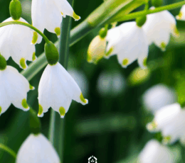 Rosaodor wasparfum Lelietjes-van-dalen met witte bloemetjes en frisse uitstraling