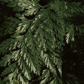 Hydraterende Rosa Oasi Body Cream – radiant glow en zachte huid